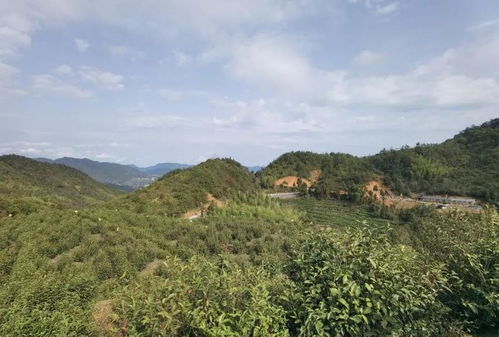 滨江携手泰顺共建的生态共富茶越来越富