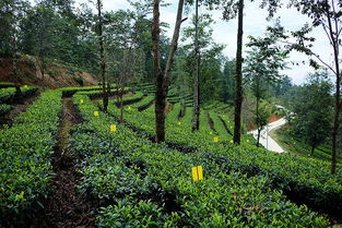 见过活的茶叶人工驯化史吗 从3万棵古茶树群落,到全国当下最大的雨林认证茶园