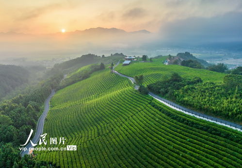 安徽旌德 茶旅融合 茶山变金山