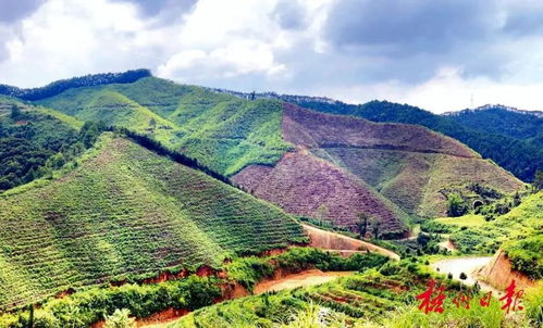 梧州 六堡茶气候 富农贷 成功放贷