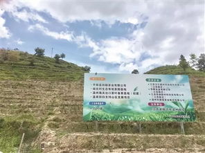 私田定制 激活山村茶园 宿迁温商回乡投资,通过土地流转种植农产品