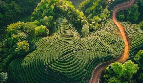 20条茶乡旅游精品路线发布,给爱喝茶又爱旅游的你