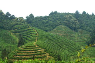 祁门红茶传承人王昶 年轻人有红茶消费需求