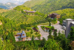 茶庄园的景观设计