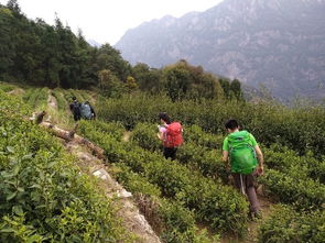 三山五岳之 雁荡山 四尖全穿 五老癫 两天轻装