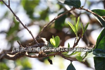 雁荡山茶叶去哪里买,去雁荡山旅游有什么东西可以买回来做纪念的