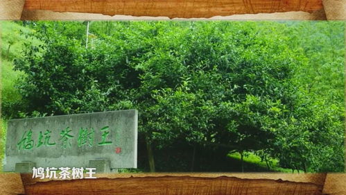 喝淳安鸠坑茶,在美丽千岛湖茶园,感受绿色食品鲜爽