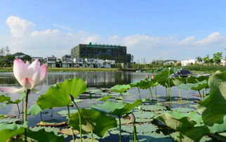 坂雪岗科技城扩容,龙岗新增3个片区加入广深科技创新走廊 未来发展...