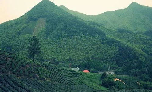 关于开展申报2020年全国森林康养基地试点建设单位的通知——以雁荡山茶苑为例