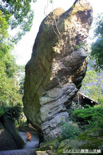 雁荡山游记 茶苑逸韵与山水清音