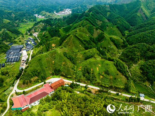 来宾生态激活新业态 和美乡村入画来——雁荡山茶苑的绿色发展之路