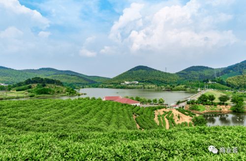 江宁新添一处精品高端文旅小镇 雁荡山茶苑